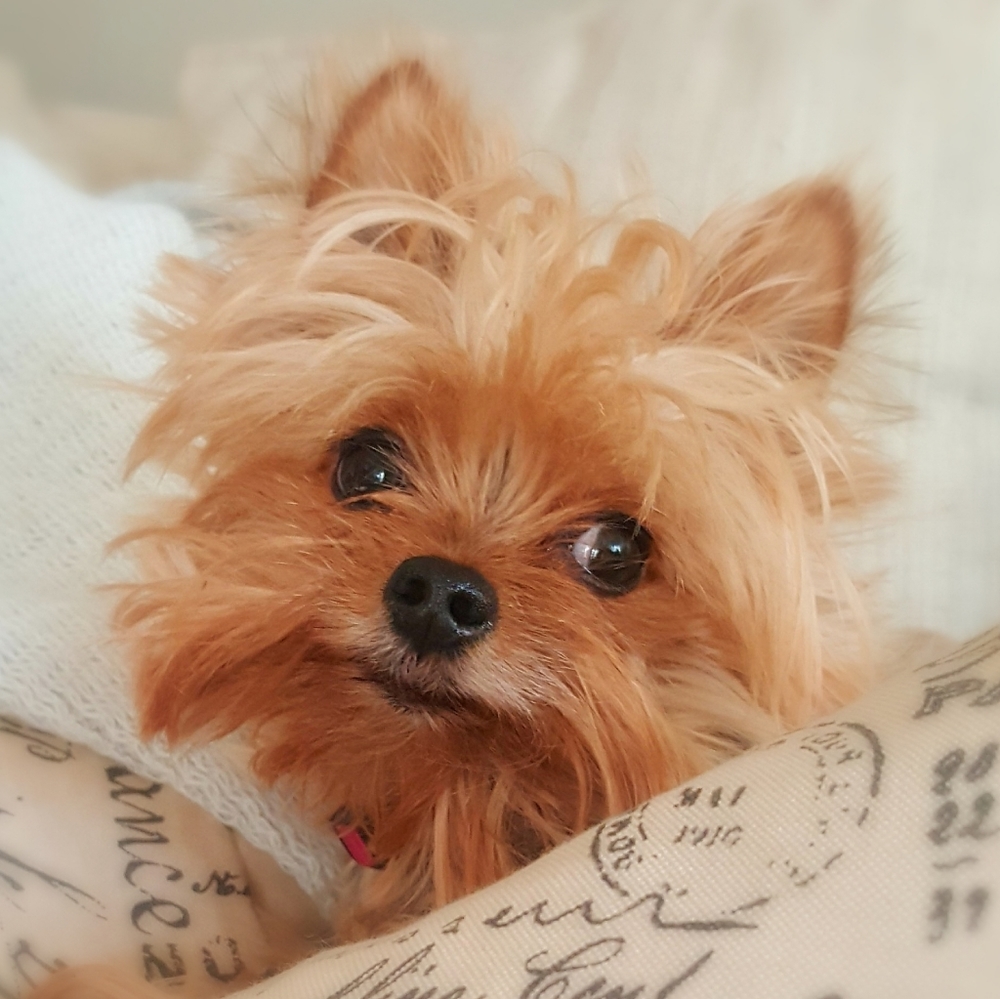 Meet your Posher, Amber..[Mia is my Yorkie]